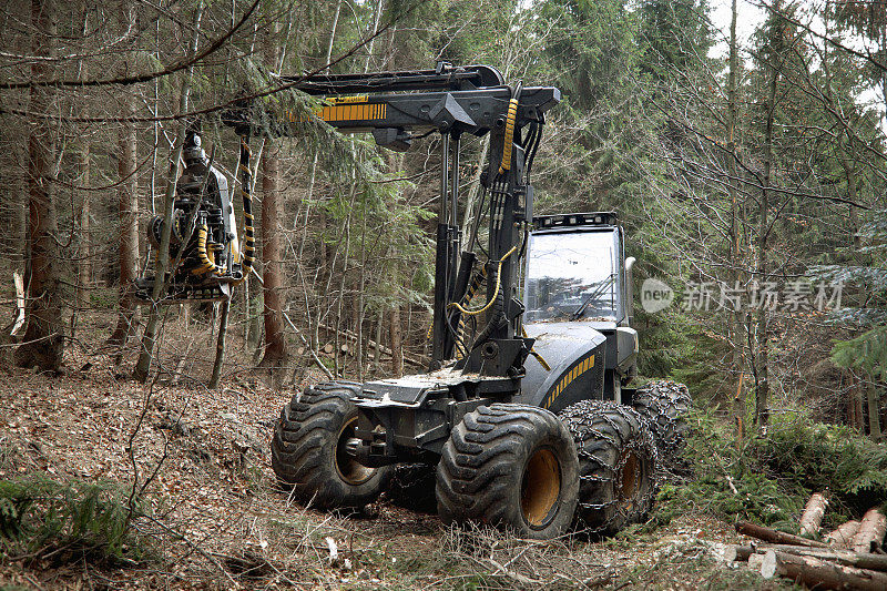 森林里的Feller buncher